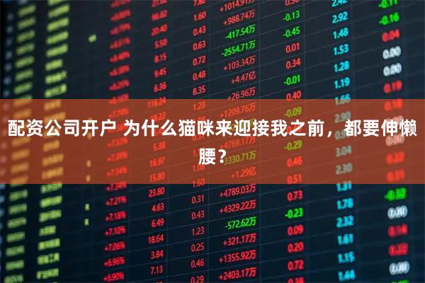 配资公司开户 为什么猫咪来迎接我之前，都要伸懒腰？